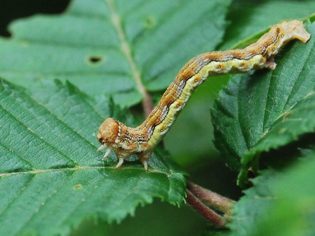 Id bruco 2 - Erannis defoliaria